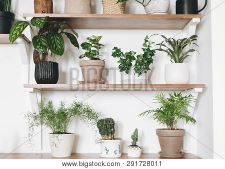 Stylish Wooden Shelves With Green Plants And Black Watering Can. Modern Hipster Room Decor. Cactus, 