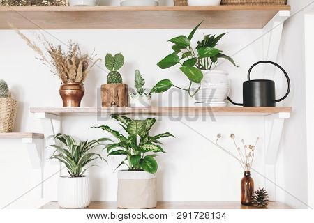 Stylish Green Plants, Black Watering Can, Boho Wildflowers On Wooden Shelves. Modern Hipster Room De
