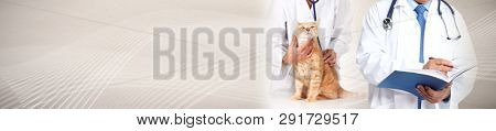 Cat and veterinarian doctor