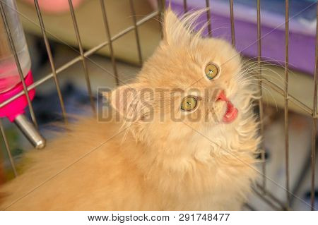 A Red Turkish Angora Cub Cat Portrait With Green Eyes Looking Miaowing In The Cage In Pet Store.