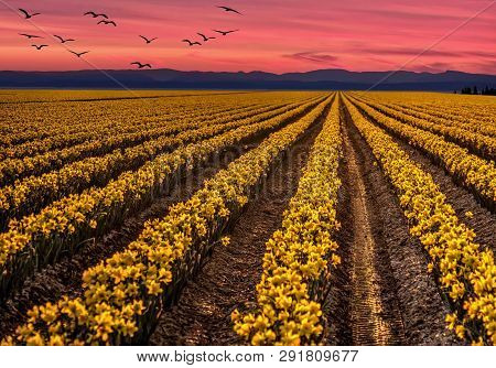 Daffodil Fields At Sunset With Birds Flying Over. Skagit Valley Tulip Festival Near Mount Vernon. Wa