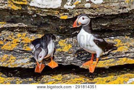 Dead End, Or Atlantic Dead End (fratercula Arctica) - A Species Of Seabirds. They Live On The Coasts