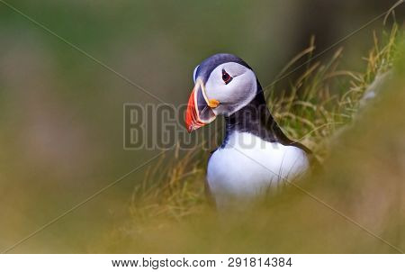 Dead End, Or Atlantic Dead End (fratercula Arctica) - A Species Of Seabirds. They Live On The Coasts