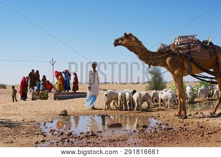 Jamba, India - April 02, 2007: Camel And Sheep Drink Water From A Road Side Pond In The Thar Desert 