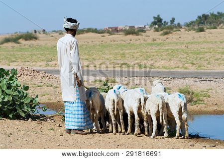 Jamba, India - April 02, 2007: Sheep Drink Water From A Road Side Pond In The Great Thar Desert In J