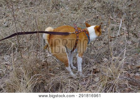 Basenji Dog Pooping Outdoor Being On A Lead