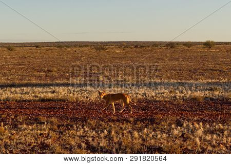Australian Dingo Looking For A Prey In The Middle Of The Outback In Central Australia. The Dingo Is 