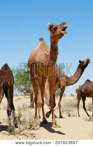 Female Camels Call For Their Calfs Kept In A Coral In The Thar Desert Near Jamba, Rajasthan, India.