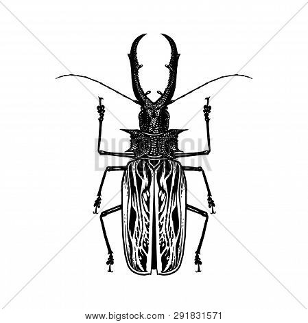 Black And White Sketch. Insect Beetle Isolated On White Background. Realistic Drawing Bug. Vector Il
