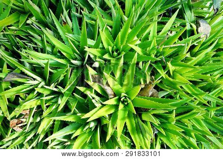 Top View Of Aloe Vera In The Garden As A Background, Tropical Green Plants (lilium,  Asphodelaceae, 