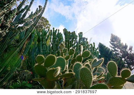 Group Of Green Cactus In The Botanic Garden, Exotic Plant (echinopsis Calochlora, Echinocactus Gruso