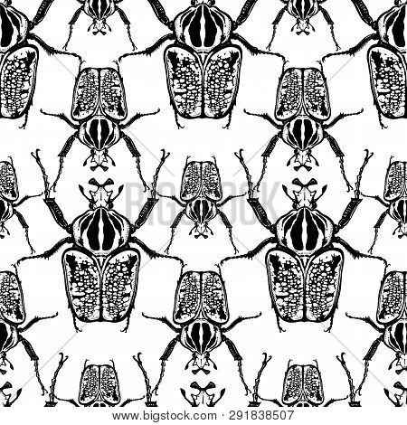 Beetles Goliath On A White Background. Seamless Pattern With Insects. Black And White Sketch. Realis