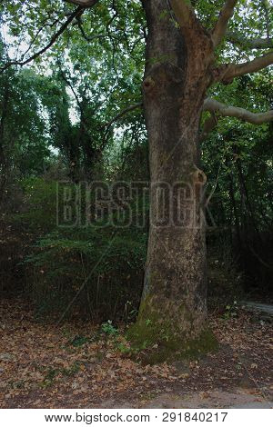 Agios Nikolaos Park Naousa Greece Europe