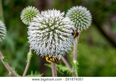 Echinops Sphaerocephalus Or Glandular Globe-thistle And Bees