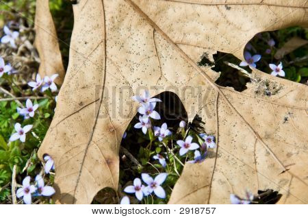 Signs Of Spring