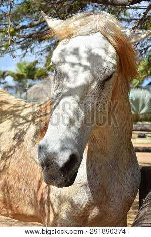 Gorgeous Draft Horse With Dappled Sunlight On Him.