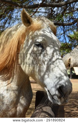 Sweet Flea Bitten Gray Draft Horse At A Fence Rail.