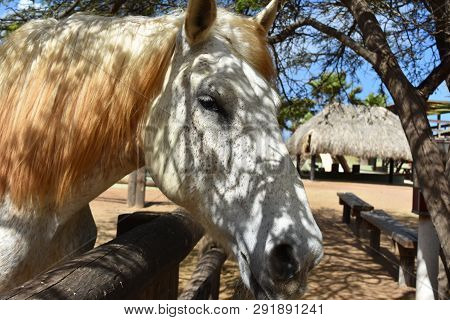 Beautiful Close Up Look Into The Face Of A Dappled White Horse.