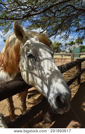 Fleabitten Gray Draft Horse With Dappled Sunlight.