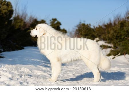 Beautiful Maremmano-abruzzesse Sheepdog Standing On The Snow In The Field. Profile Portrait Of Big W