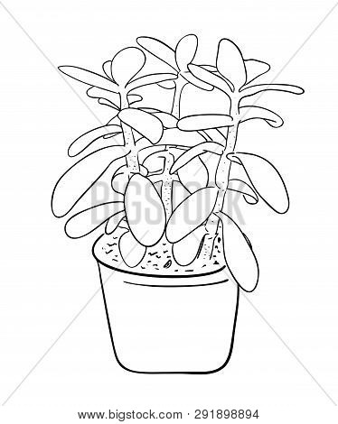 Vector Illustration, Isolated Decorative Crassula Plant In A Pot In Black And White Colors, Outline 