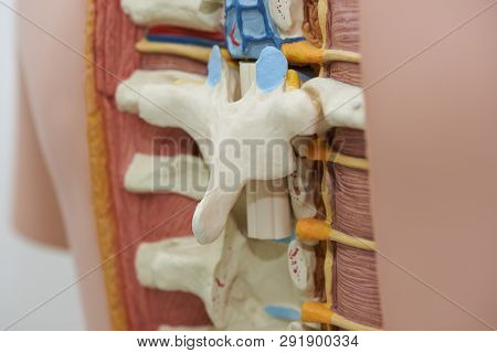 Close-up View Of Human Thoracic Spine Model