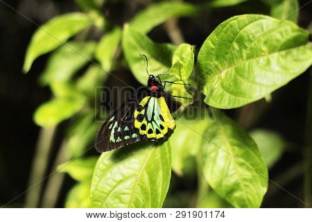 A Male Ornithoptera Euphorion Or Cairns Birdwing Butterfly Landing On A Tropical Plant Within A Trop
