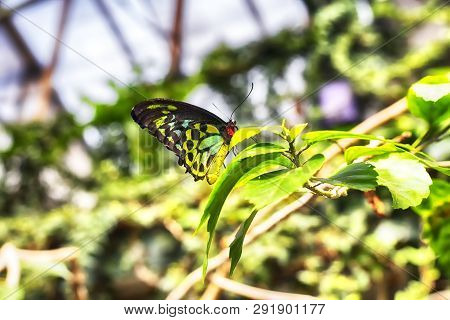 A Male Ornithoptera Euphorion Or Cairns Birdwing Butterfly Landing On A Tropical Plant Within A Trop