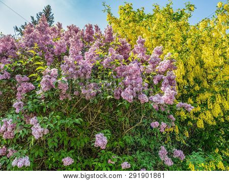 Flowering Bushes Lilac And Laburnum Tree (laburnum Anagyroides) Against The Blue Sky In Spring, Natu