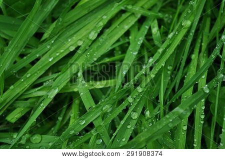 Green Young Grass Covered With Drops After Rain