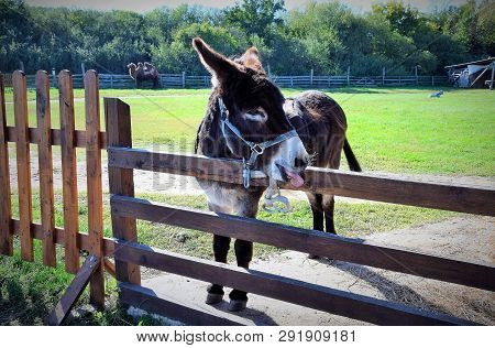 Russia. Safari Park. Donkey Licks Fence Tongue
