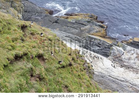 Colony Or Circus Of Puffins Sit On The Short Grass Of A Cliff Side In Shetland Islands
