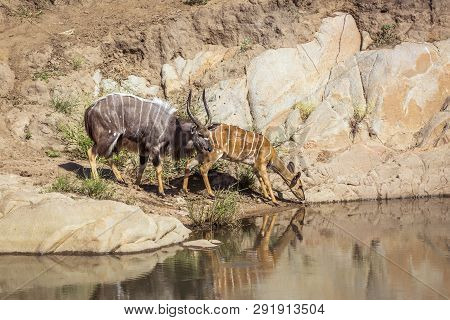 Nyala Couple Drinking In Waterhole In Kruger National Park, South Africa ; Specie Tragelaphus Angasi