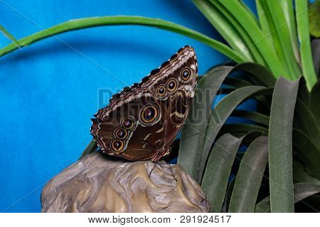 Blue Morpho Butterfly Perched On Large Stone.