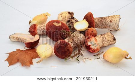 Mushroom Leccinum , Also Known As Orange Cap, A Genus Of Fungi In The Famuly Boletaceae , On The Whi