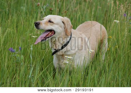Labrador retriever e il prato primavera