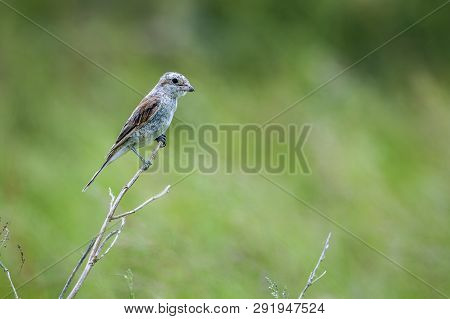 Red-backed Shrike Juvenile Isolated In Natural Background In Kruger National Park, South Africa ; Sp