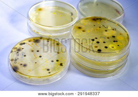 Colonies Of Different Bacteria And Mold Fungi Grown On Petri Dish With Nutrient Agar, Close-up View.