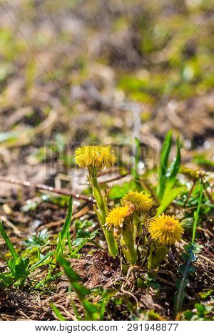 Mother And Stepmother In The Grass Grows. Yellow Flowers. Primroses