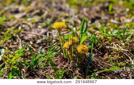 Mother And Stepmother In The Grass Grows. Yellow Flowers. Primroses