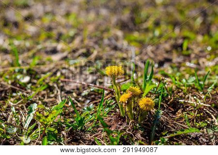Mother And Stepmother In The Grass Grows. Yellow Flowers. Primroses