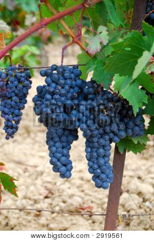 Rioja