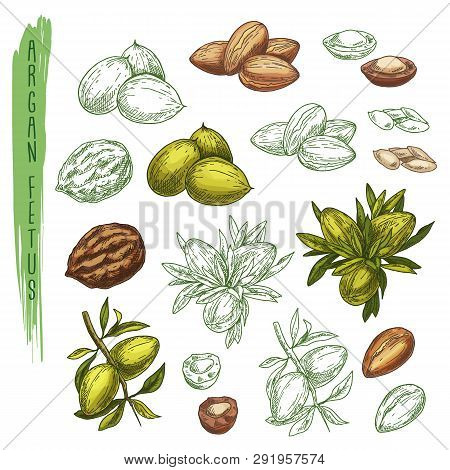 Sketch Of Argan Plant Or Argania Houseplant.nature
