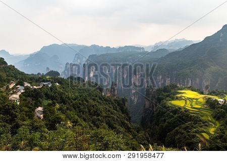 Rice Field Terraces And Laowuchang Village Panorama In Yuanjiajie Area Of Wulingyuan National Park, 