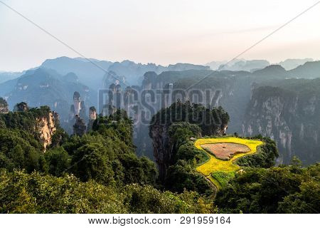 Spectacular Rice Terrace Panorama In Front Of Laowuchang Village, In Yuanjiajie Area Of Wulingyuan N