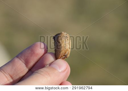 Pile Of Mantis In The Human Hand. Inspection Ootheca. The Eggs Of The Insect Laid In The Cocoon For 