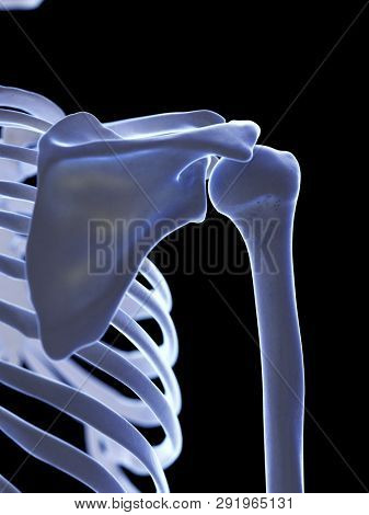3d rendered medically accurate illustration of the shoulder joint