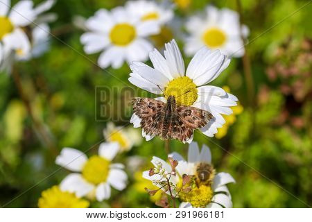 Butterfly In Nature On The White Daisy (carcharodus Alceae) Izmir / Turkey