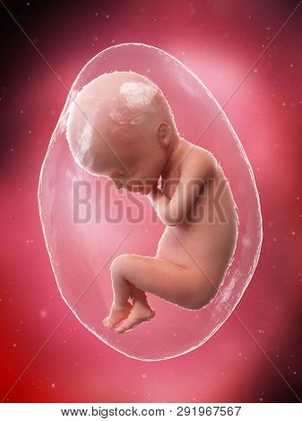 3d rendered medically accurate illustration of a fetus - week 24