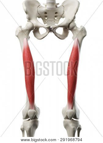 3d rendered medically accurate illustration of a womans Vastus Intermedius